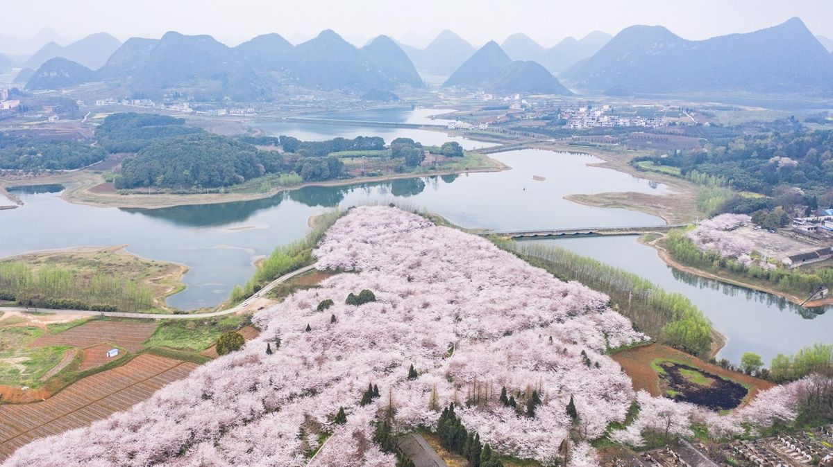 Samota v korunách rozkvetlých stromů: pokochejte se leteckými záběry sakur